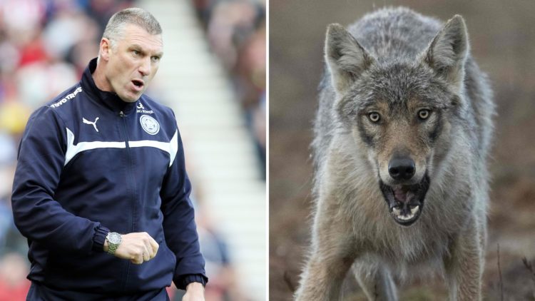 Former Leicester City manager Nigel Pearson (left) instructs his team in 2015. A wolf (right) is found in the wildlife